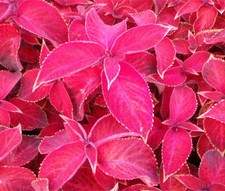 COLEUS JAZZ RUBY Solenostemon Scutellarioides - 40 Bulk Seeds