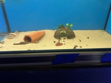 Assassin Snails Clea Helena 6 2 Tap Water, Tank Raised, Pest Snail Control