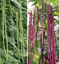 25 Mixed Yard Long Bean Seeds Green or Purple Red Asian Chinese Long Bean Veget