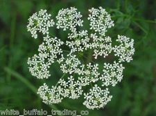 100+ Organic NightShade Farm Hemlock Conium maculatum seeds 1/2 gram