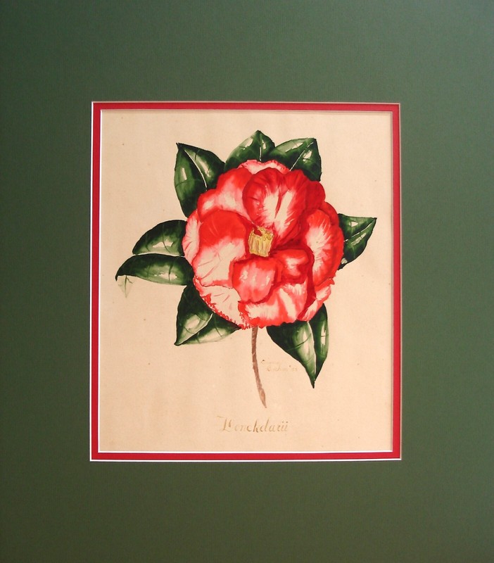 Vintage Watercolor, Brehm, Diana, Donckelarii (Camellia Japonica)