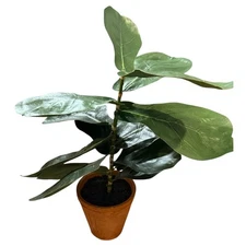 POTTERY BARN Small Faux Fiddle Leaf Fig Tree