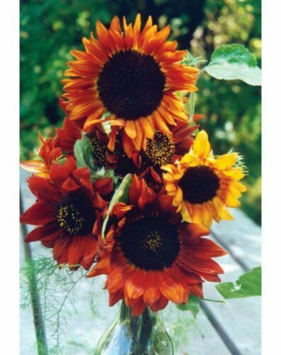 Sonnenblumen Helianthus annuus 25 kg Zierzwecke Blumensamen  Sonnenblumensamen | eBay.de