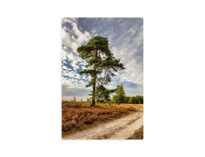 Lüneburger Heide Heideblüte Baum Kiefer Natur Leinwand Wandbild 20 x 30 cm