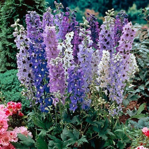 DELPHINIUM DWARF MAGIC FOUNTAIN SERIES MIXED 60 SEEDS