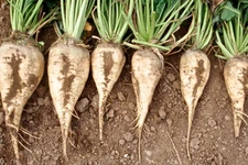 1 gram ~50 seeds  white Sugar Beet non-GMO Beta vulgaris- Grow your own sugar