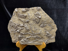 Big Lodgepole Fossil Crinoid Plate, Gallatin Co., MT