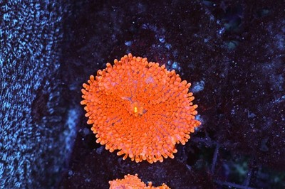 Magma Ricordea Yuma Mushroom Coral - SAQ Coral Farm