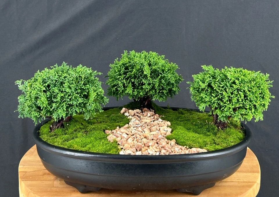 Tsukomo Cypress Bonsai Tree Three (3) Tree Forest Group 7"H Outdoor Evergreen - Image 2 of 3