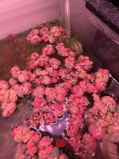 15 Nickel Size Red Root Floaters! Live aquari...