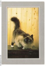 ASHP1-0076-CHAT - COLLECTION NATURE - CHAT SACRE DE BIRMANIE - SEAL POINT