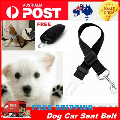 dog car lead
