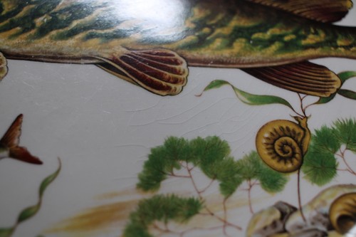 Vintage Maclennan & Son Broadford Isle of Skye Fish Plate - Pike and Snails - Picture 9 of 9