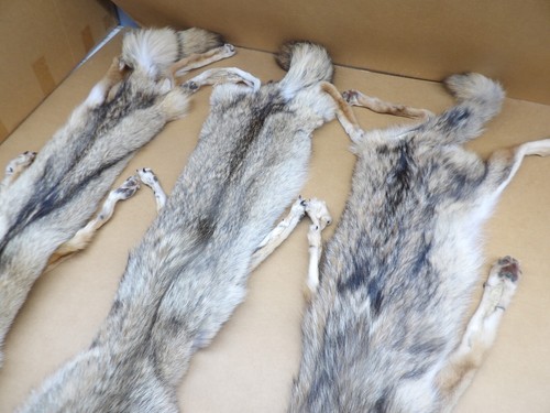 Tanned XL Semi-Heavy Coyote Hide #2 With Full Tail and all 4 feet /Furs - Picture 4 of 9