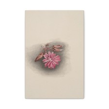 Mary Vaux Walcott - Bitterroot (Lewisia redivivia) - 1915 - Canvas Wall Art