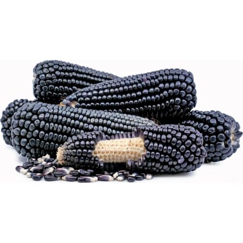 Black "Aztec" CORN - 10 Seeds   Tasmanian Grown   Rare Heirloom Maize and Sweet! - Foto 1 di 4