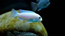 COLORFUL PEARL ZEBRA AFRICAN CICHLID Metriaclima callainos 2" HEAD TO TAIL