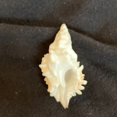 MURICIDAE Muricopsis Oxytatus 33.9mm Florida, United States