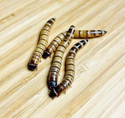 1000 Live Superworms Free Shipping 1.5 