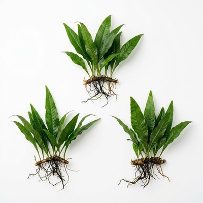 Java Fern Microsorum Pteropus 3 Pack Aquarium Plant Bare Root Buy 2 Get 1 Free