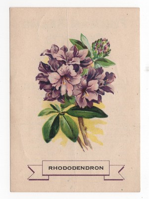 1920 Rhododendron Flower Trading Card Weber Bread D35? Like Silks S49 USA