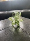 Murano Style Hand Blown Art Glass Flower Spiral Stem Six Petals