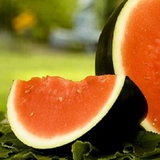 Sugar Baby Watermelon Seeds NON-GMO Watermelon Seeds Heirloom Garden Seeds