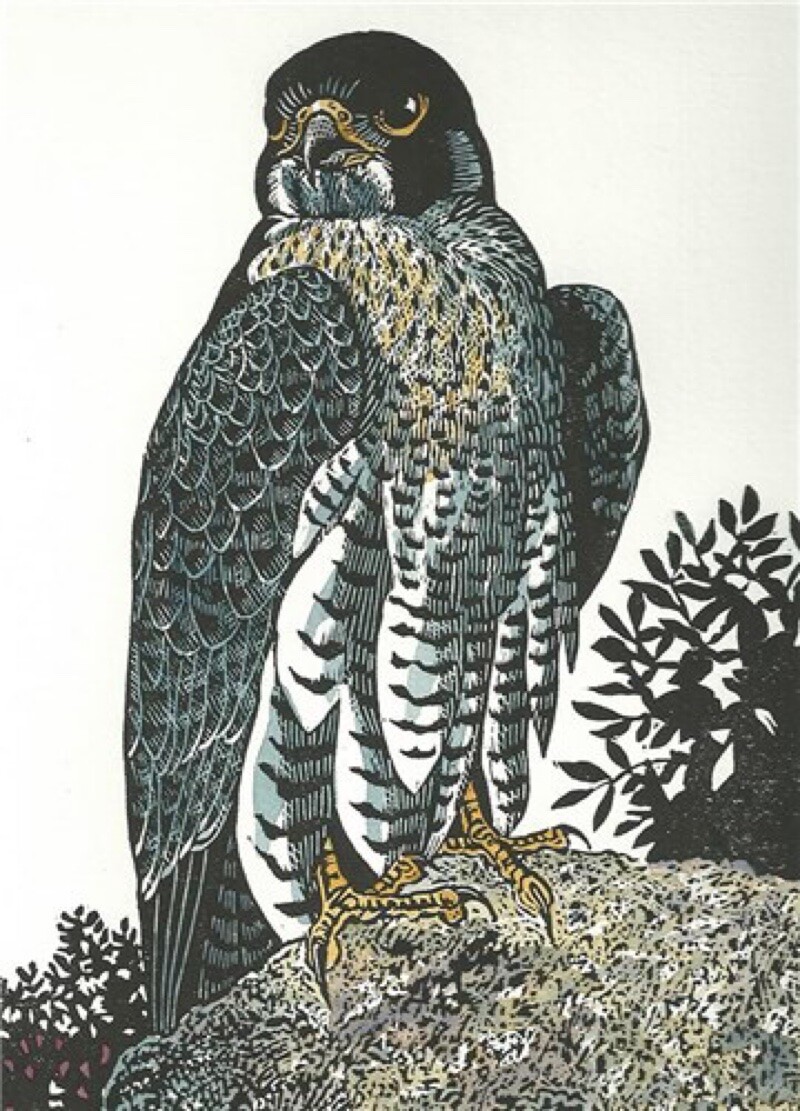 Peregrine Falcon - Fine Art Blank Greeting / Birthday Card - Bird of Prey - Hawk