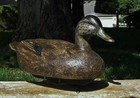 RARE HIGH-HEAD BLACK DUCK ~AMAZING 100% ORIG c1938 BEN SCHMIDT RIGGED WOOD DECOY — photo 10
