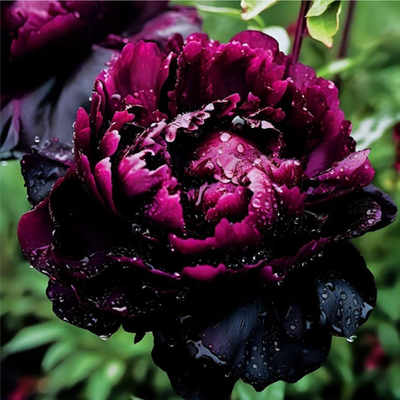 100PCS Mix Peony Seeds for Planting,Fragrant Peony Flower Seeds to
