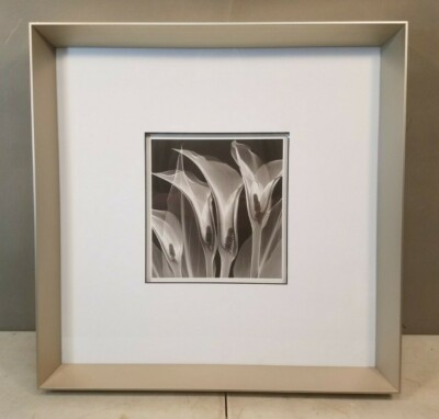 Art Print: Calla Lilies Shown In X-ray, Nielsen Deep Dish Brushed Aluminum Frame