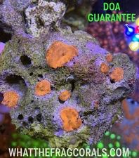 WYSIWYG Orange Mushroom Colony