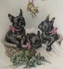 dogs 3 FRENCH BULLDOG in basket Pig Clover Holly signed ULREICH old Dog pc 1912