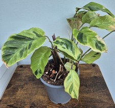 Calathea/ Ctenanthe Yellow Fusion -  House plant