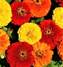 Beautiful Lava Lamp Zinnia Seeds 100+ Seeds BUY 4 GET FREE  SHIPPING