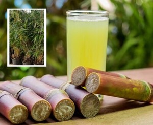 Zuckerrohr Exot Kräuter Gemüse Pflanzen Samen exotische Saatgut