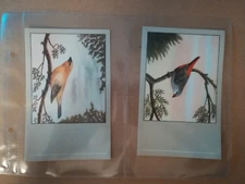 P Sluis-Bird postcards-Series 3(Type 1c)-Full set of 12 in sleeves