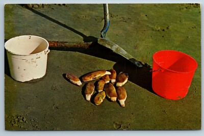 Washington Famous Razor Clams Chrome Postcard J1M May 1977