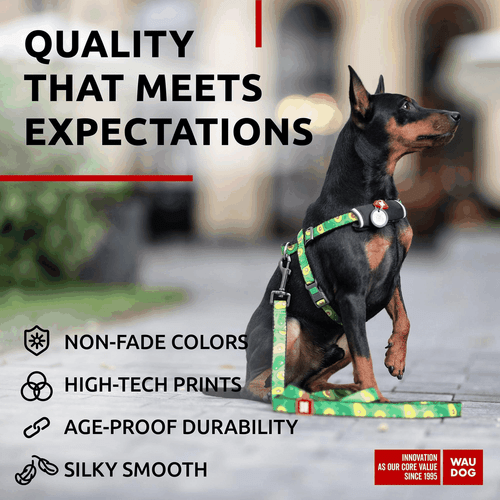 Nylon Dog Leash for Small Dogs and Medium Dogs 4 Ft Strong Dog Leash for - Picture 4 of 6