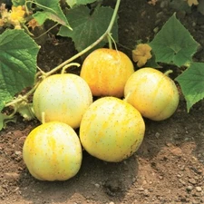 Lemon Cucumber Seeds | Golden Yellow Crystal Apple Cucumbers Budamkaya Seed 2024