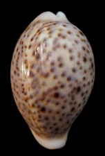 Cypraea pantherina 55.5mm – Red Sea, Egypt – Beauty