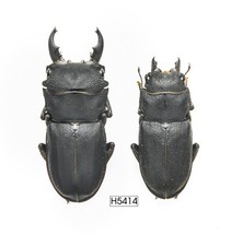 INSETTO - H5414. Lucanidae: Gnaphaloryx opacus (coppia)-RARO, GRANDE 31MM, VIETNAM