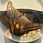 Vtg Nature Gems Educational Embedments TX Mounted Butterfly Glass Globe 70s MCM — photo 9