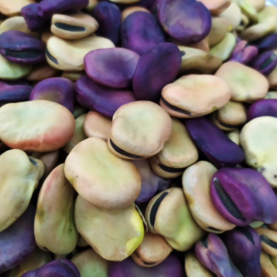 Fava Maior Harz 10kg 40€ Coltivata In Pugla La Più Gigante La Più Antica SpGrat - Immagine 2 di 4