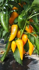 Pepper Sweet Yellow Plug Plants Grow Your Own Vegetables Ready to Plant Now