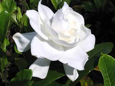 2 HEIRLOOM GARDENIA BUSH 6" WHITE FLOWERING CAPE JASMINE SHRUB ROOTED LIVE PLANT