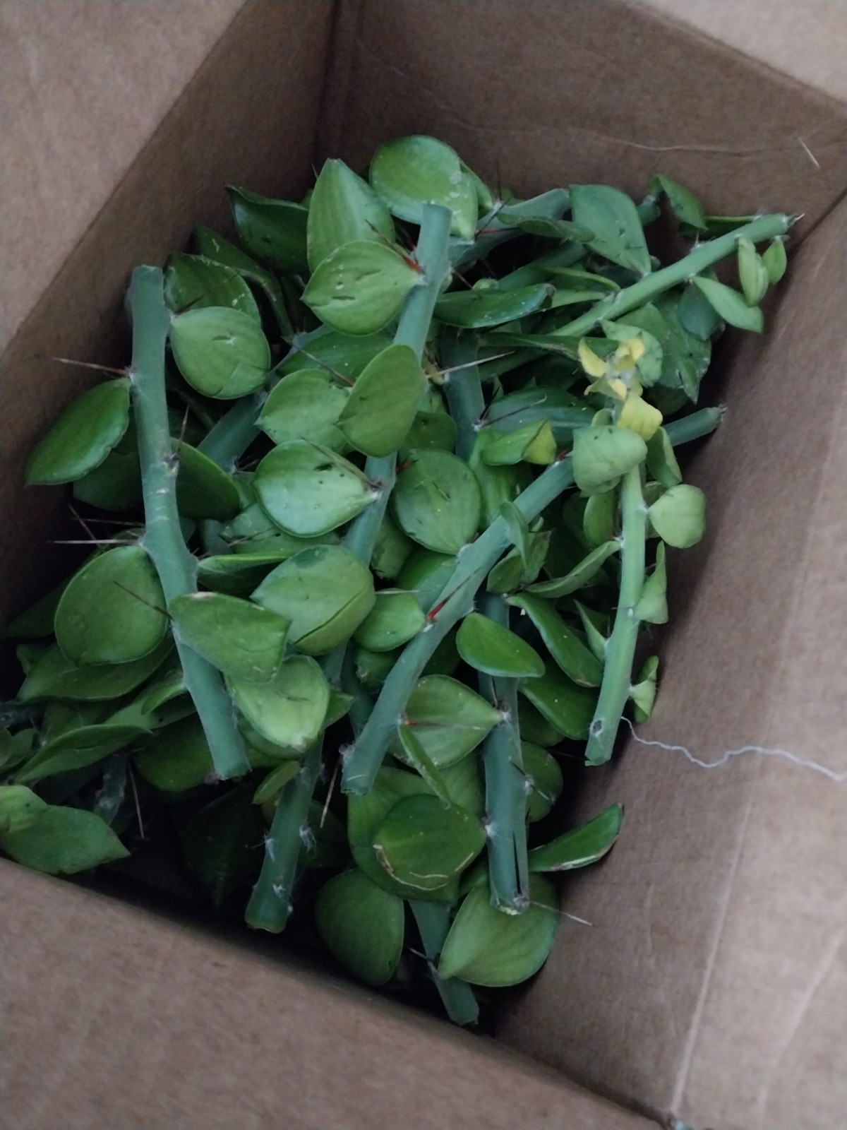 Pack Of Ten Thick Perekiopsis Cactus. Great For Grafting Or Growing Out!