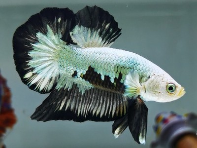 Premium HMPK Live Thai Betta Fish MaxwellsBetta