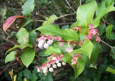 Gaultheria shallon EDIBLE NATIVE Shrub Seeds!