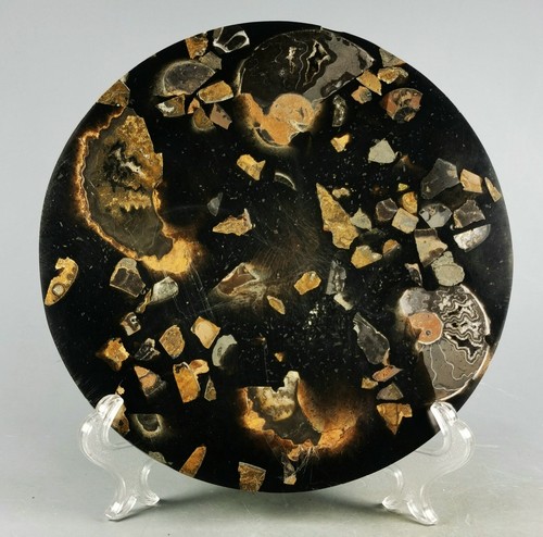 AMMONITE SHELL JURASSIC DISK HALF CUT w/Wenge Stand-Madagascar - Picture 10 of 10